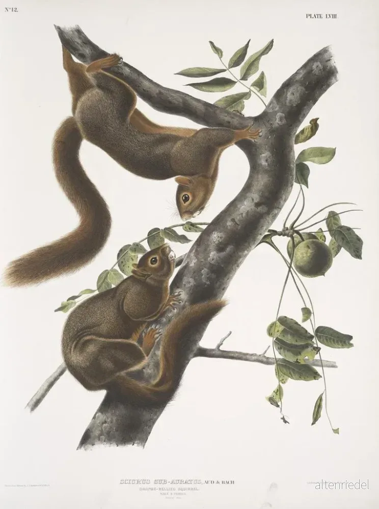 Målning Sciurus subauratus, ekorre med orange mage, hane och hona, naturlig storlek - John Woodhouse Audubon | Konsttryck - Bild 2