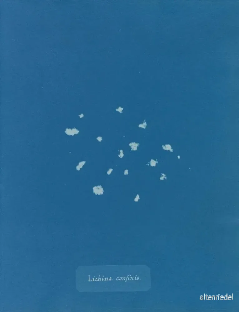 Målning Bordure de lichen - Anna Atkins | Konsttryck - Bild 2