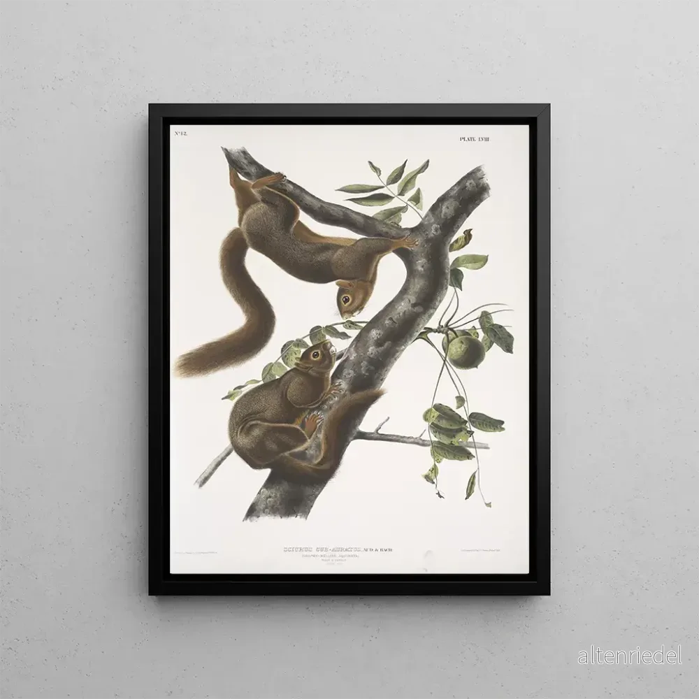 Målning Sciurus subauratus, ekorre med orange mage, hane och hona, naturlig storlek – John Woodhouse Audubon | Konsttryck Målning Sciurus subauratus, ekorre med orange mage, hane och hona, naturlig storlek – John Woodhouse Audubon | Konsttryck