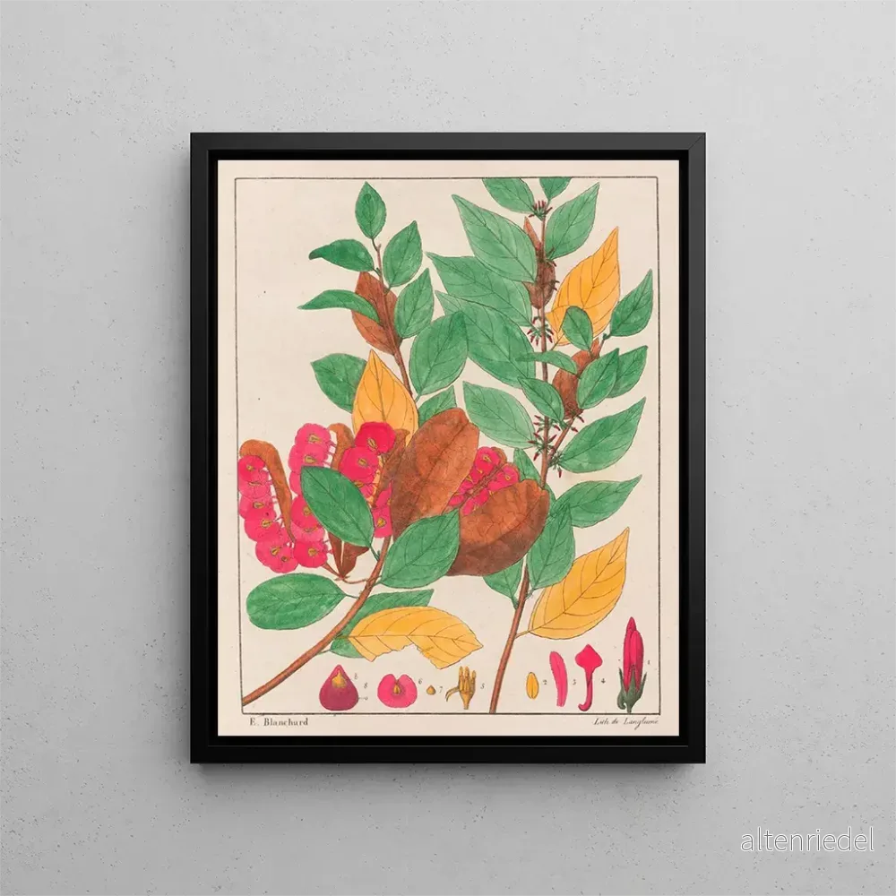 Längd: 60 cm, Höjd: 80 cm – Auguste de Saint-Hilaire | Konsttryck