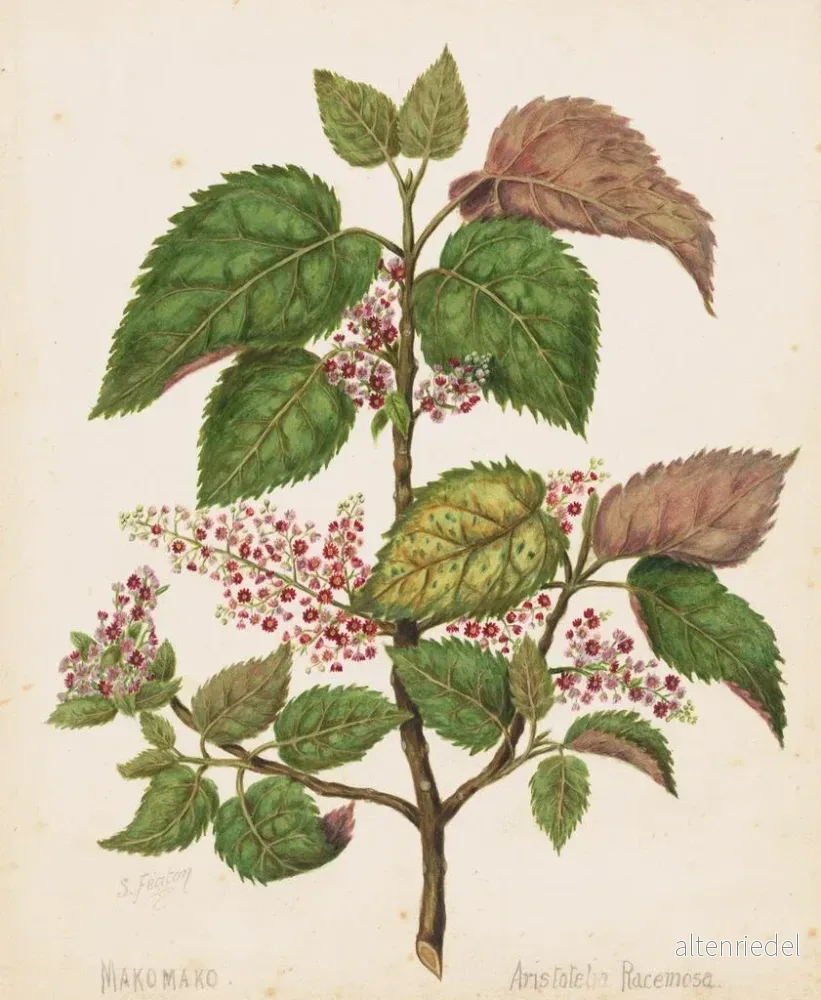 Målning Makomako Aristotelia racemosa - Sarah Featon | Konsttryck - Bild 2