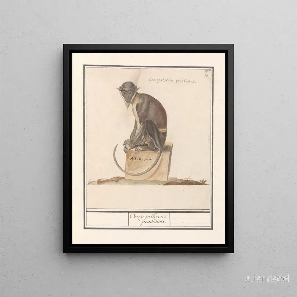 Målning Suricate Cercopithecini Cerco pithecus prasianus – Anselmus Botius de Boodt Målning Suricate Cercopithecini Cerco pithecus prasianus – Anselmus Botius de Boodt