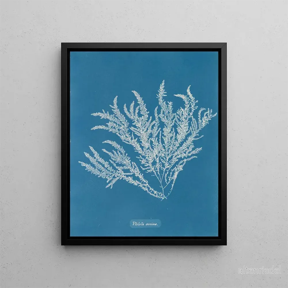 Målning Ptilota sericea - Anna Atkins | Konsttryck