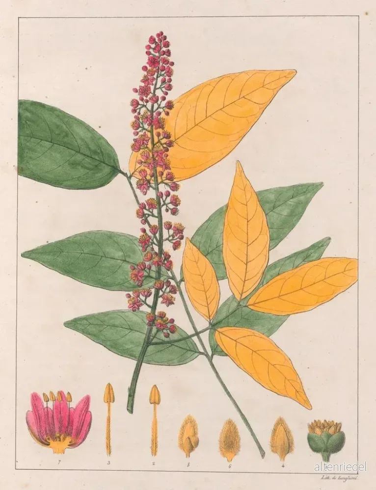 Målning Sapindus esculentus - Auguste de Saint-Hilaire | Konsttryck - Bild 2
