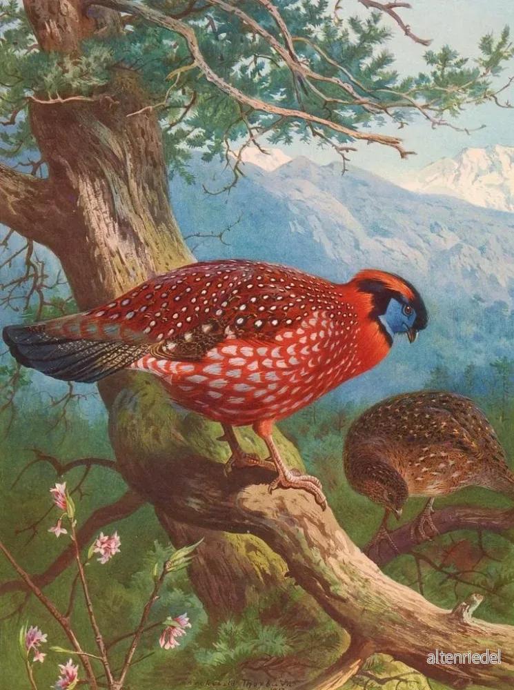 Målning Tragopan de Temmincks - Archibald Thorburn - Bild 2