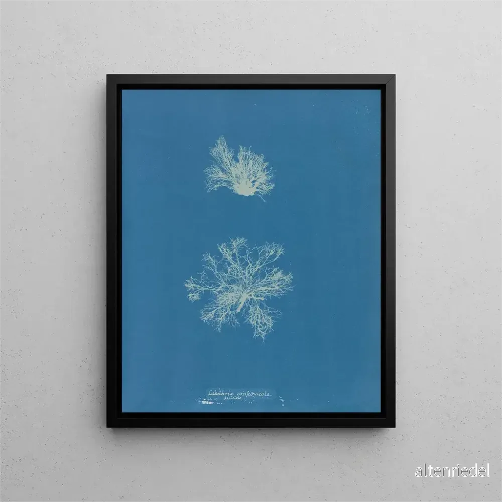 Målning Calothrix confervicola - Anna Atkins | Konsttryck