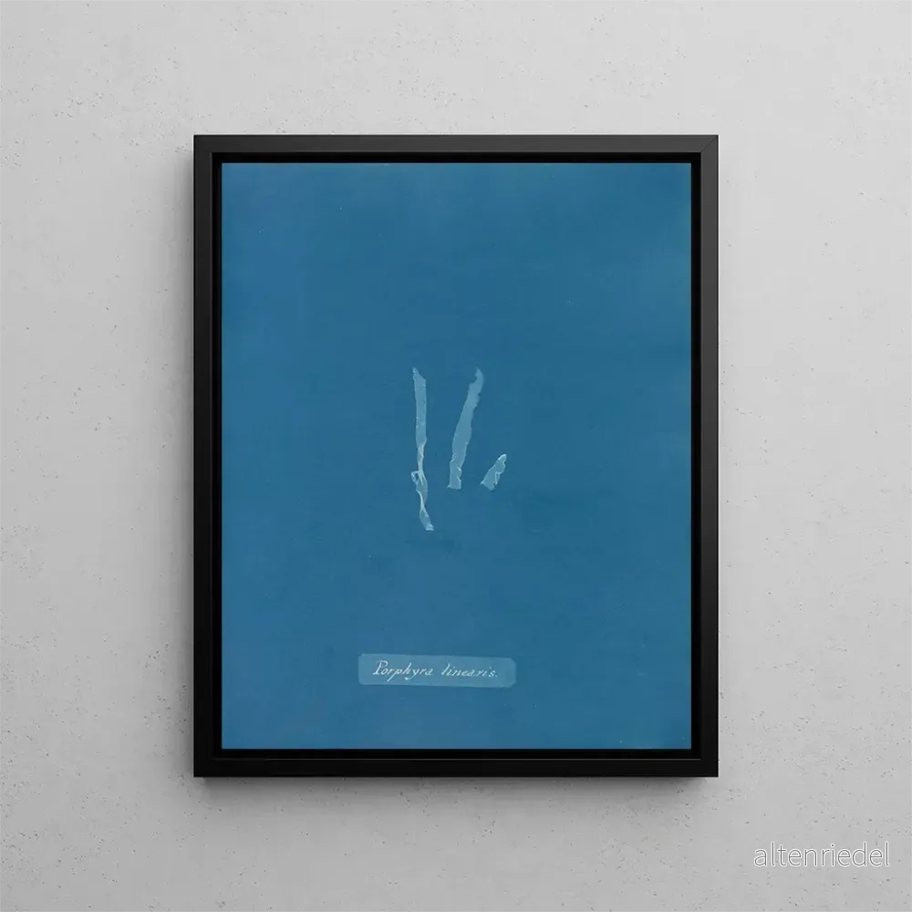 Målning Porphyra linearis – Anna Atkins Målning Porphyra linearis – Anna Atkins