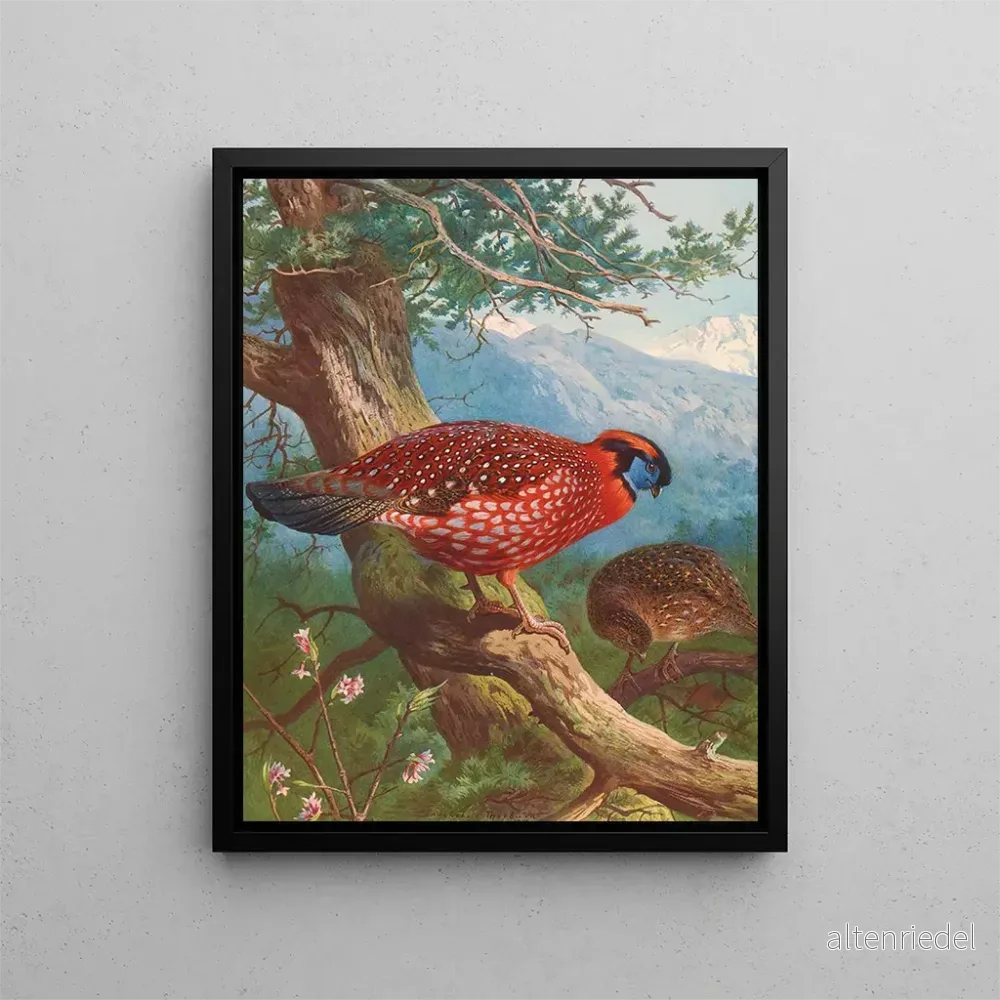 Målning Tragopan de Temmincks - Archibald Thorburn