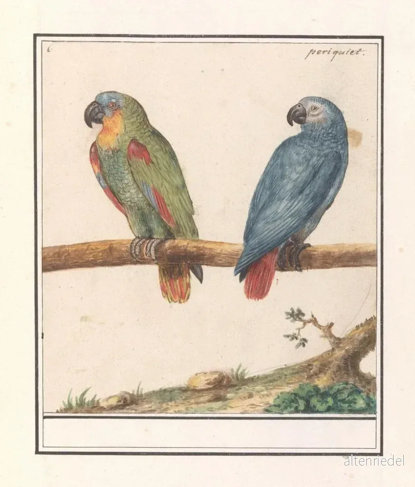 Målning av papegoja och grå papegoja från Afrika Psittacus erithacus - Anselmus Botius de Boodt | Konsttryck - Bild 2