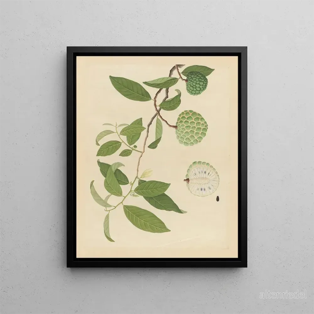 Målning Album d’aquarelles chinoises de fruits asiatiques Pl17 – Anonyme | Konsttryck Målning Album d’aquarelles chinoises de fruits asiatiques Pl17 – Anonyme | Konsttryck