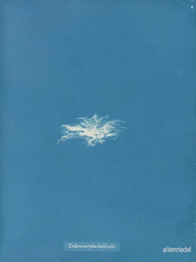 Målning Enteromorpha clathrata - Anna Atkins | Konsttryck - Bild 2
