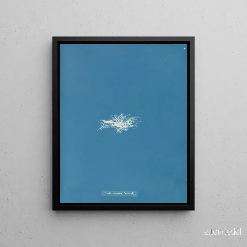 Målning Enteromorpha clathrata - Anna Atkins | Konsttryck