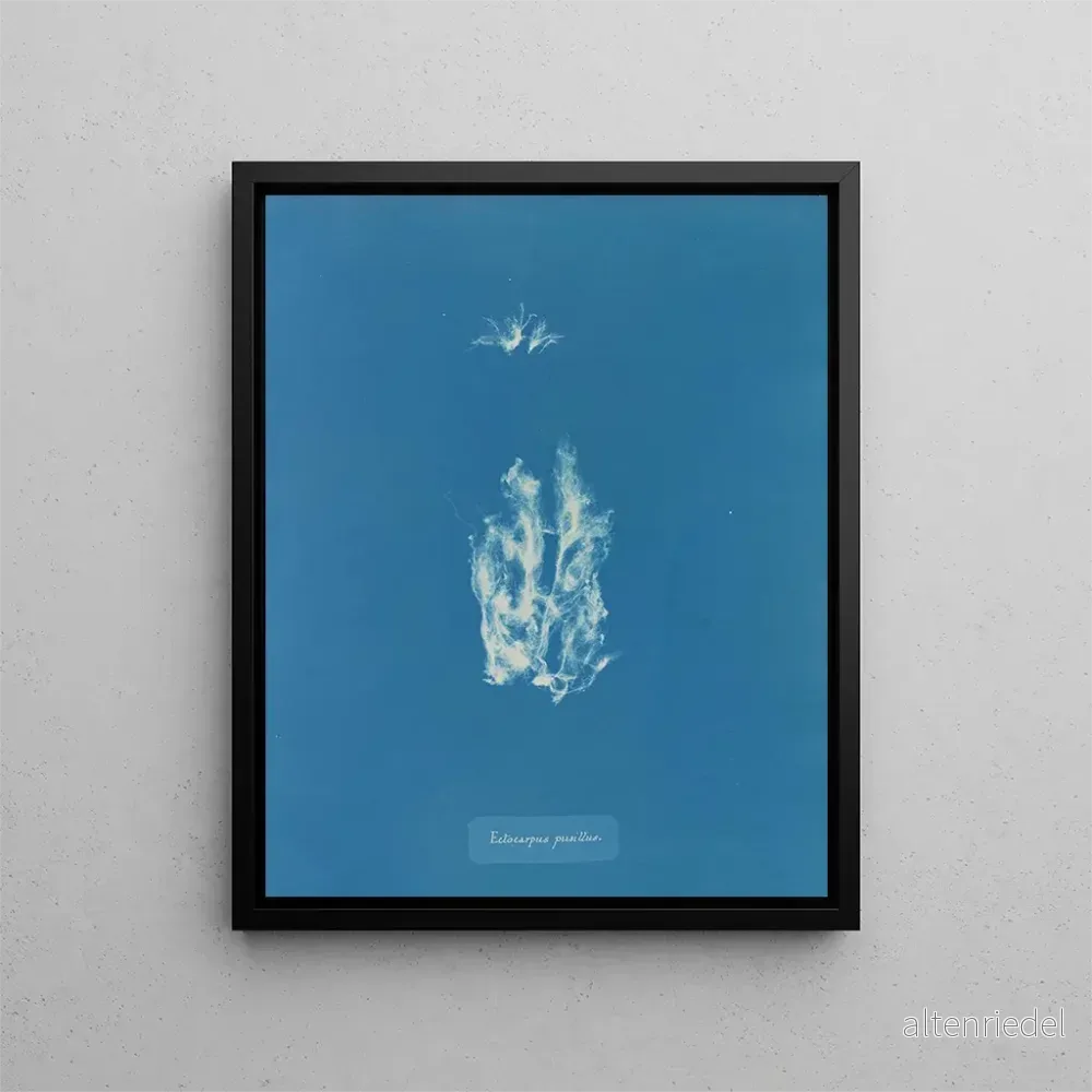 Målning Ectocarpus punillus – Anna Atkins Målning Ectocarpus punillus – Anna Atkins