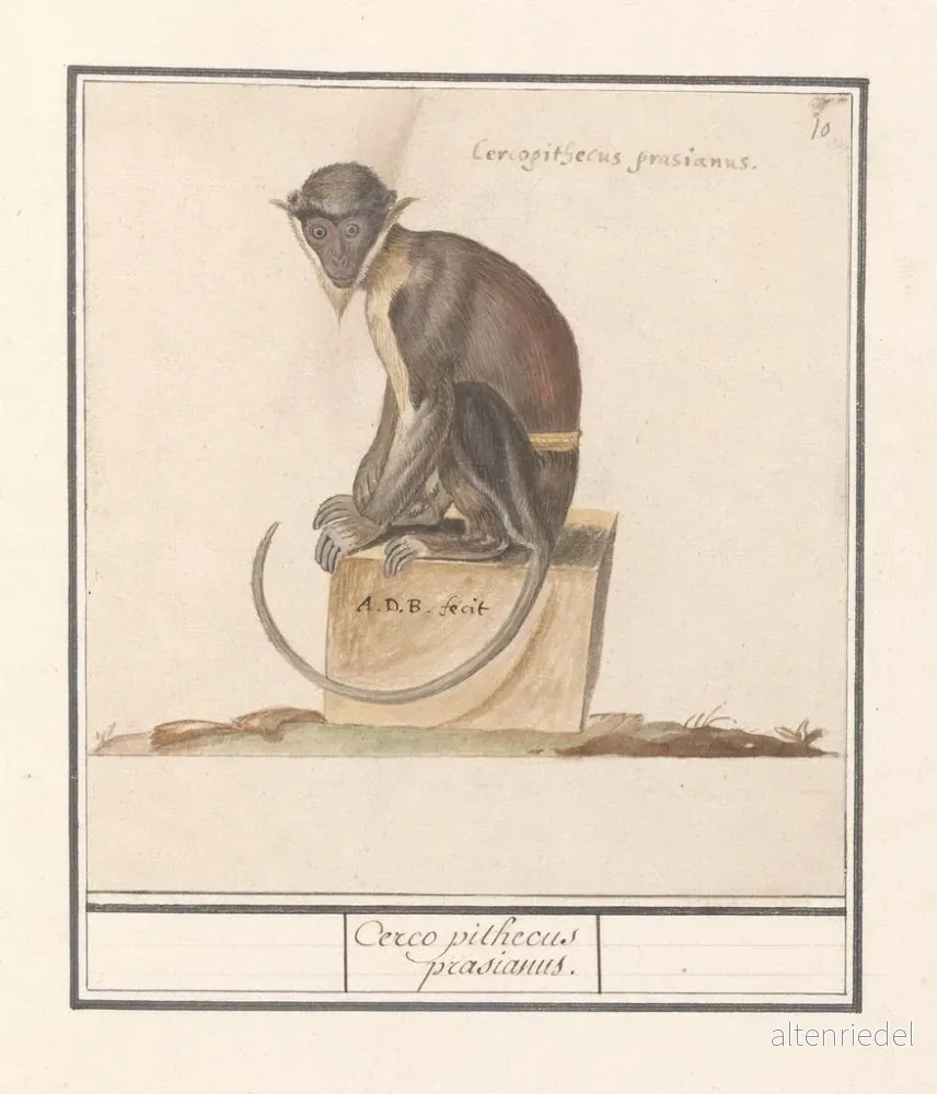Målning Suricate Cercopithecini Cerco pithecus prasianus - Anselmus Botius de Boodt - Bild 2