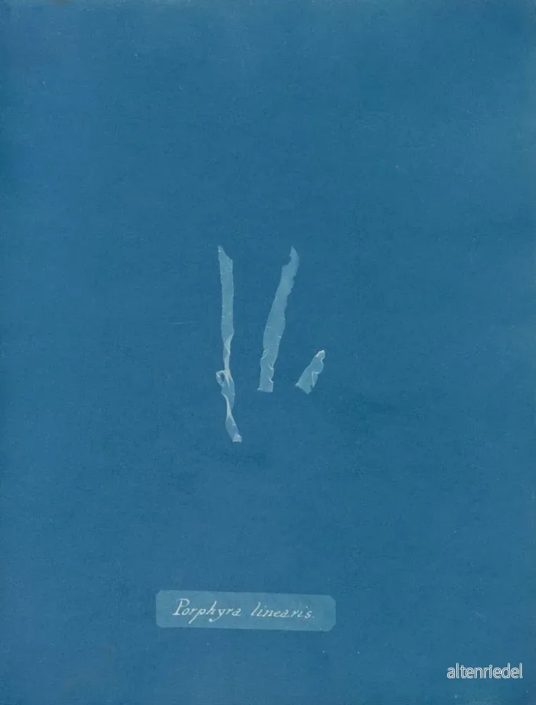 Målning Porphyra linearis - Anna Atkins - Bild 2