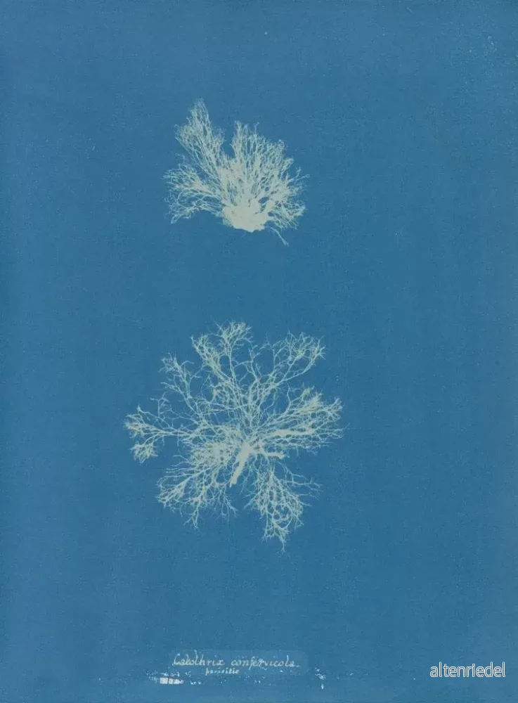 Målning Calothrix confervicola - Anna Atkins | Konsttryck - Bild 2