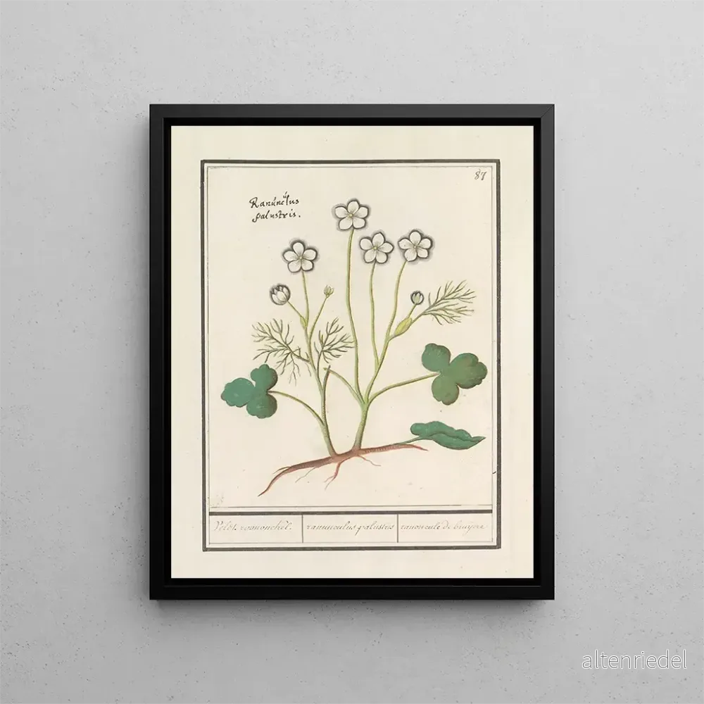 Målning av den vita ranunkeln Ranunculus aconitifolius Veldt roononckel ranunculus palustris ranoncule de bruijere - Anselmus Botius de Boodt