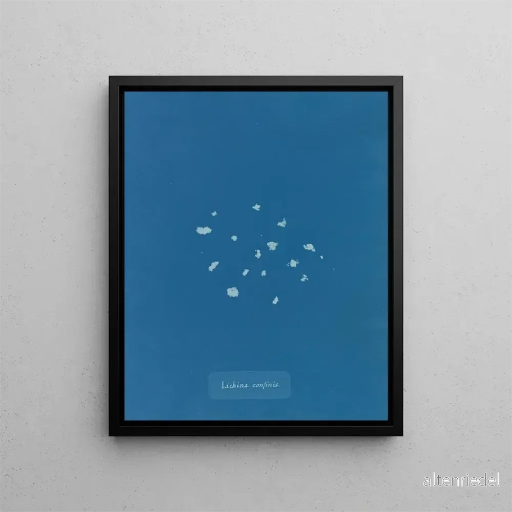 Målning Bordure de lichen - Anna Atkins | Konsttryck