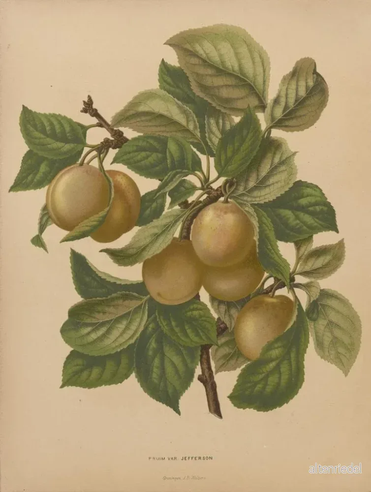 Målning Flore holländska och Pomone PL77 - Abraham Jacobus Wendel - Bild 2