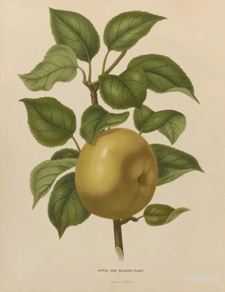 Målning Flore holländska och Pomone PL38 - Abraham Jacobus Wendel | Konsttryck - Bild 2