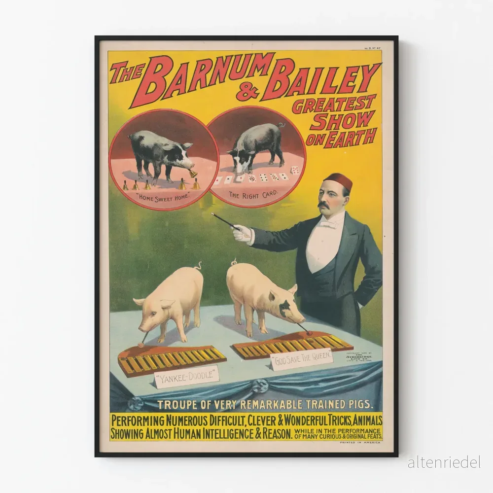 Vintageposter The Barnum & Bailey - Tränade grisar som spelar musik