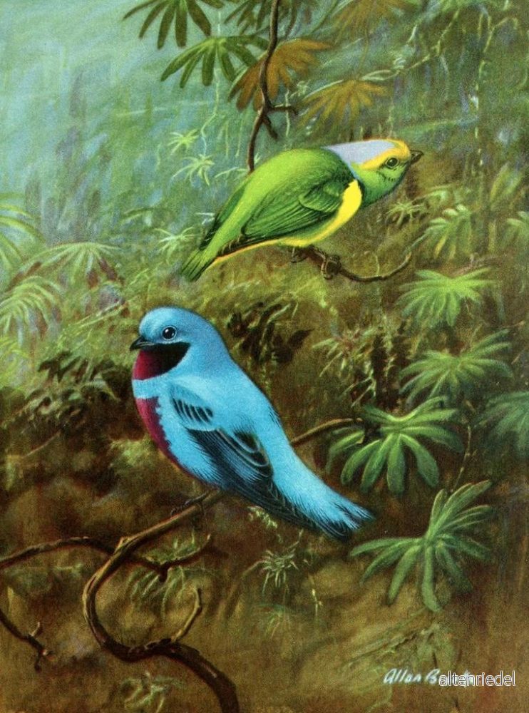 Målning Tangara från Costa Rica och vacker cotinga - Allan Brooks - Bild 2