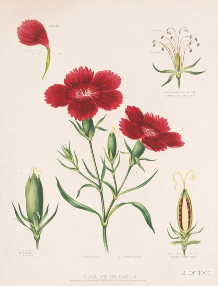 Målning Rose et ses parties - Louis Prang Co | Konsttryck - Bild 2