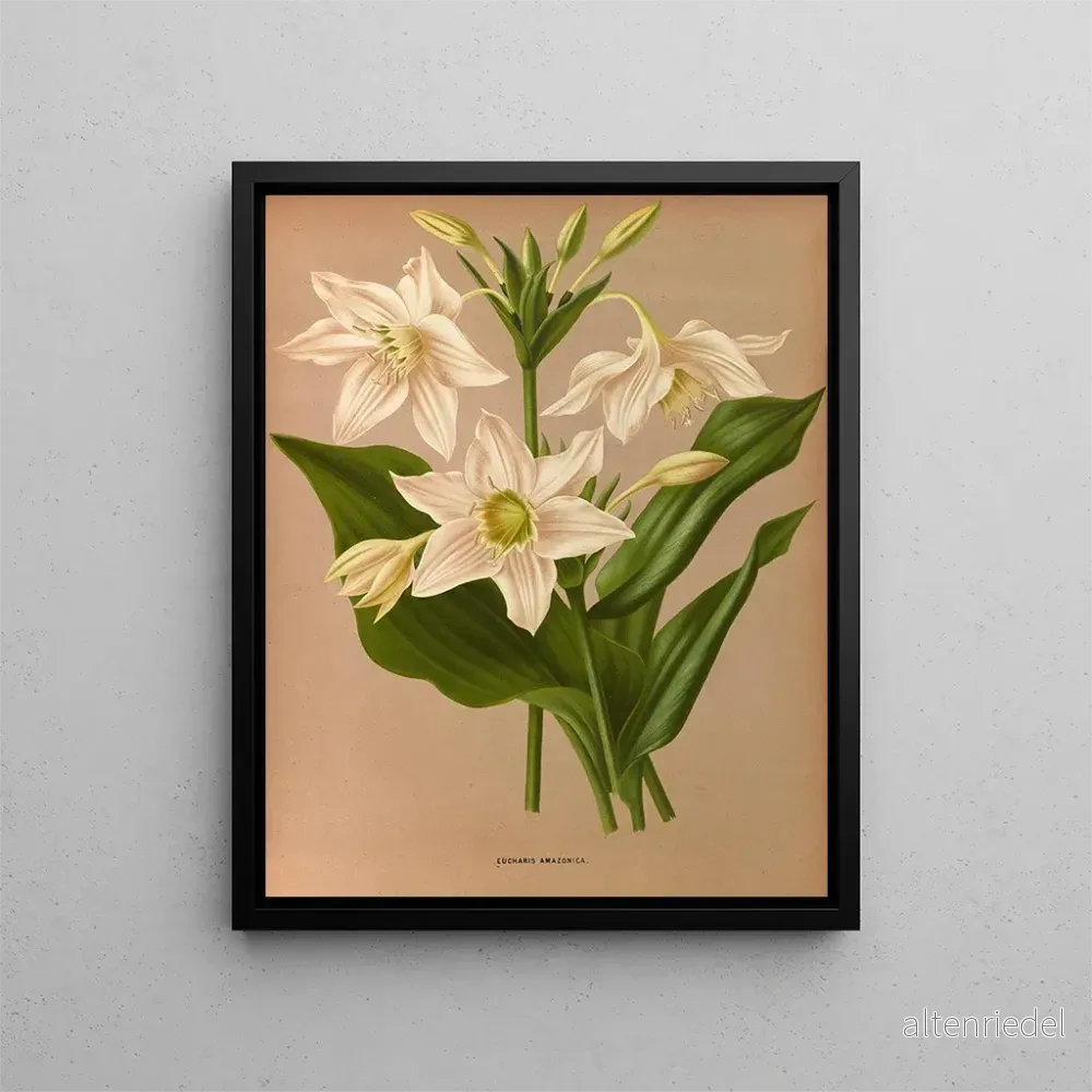 Målning Eucharis Amazonica - Arentina Hendrica Arendsen | Konsttryck