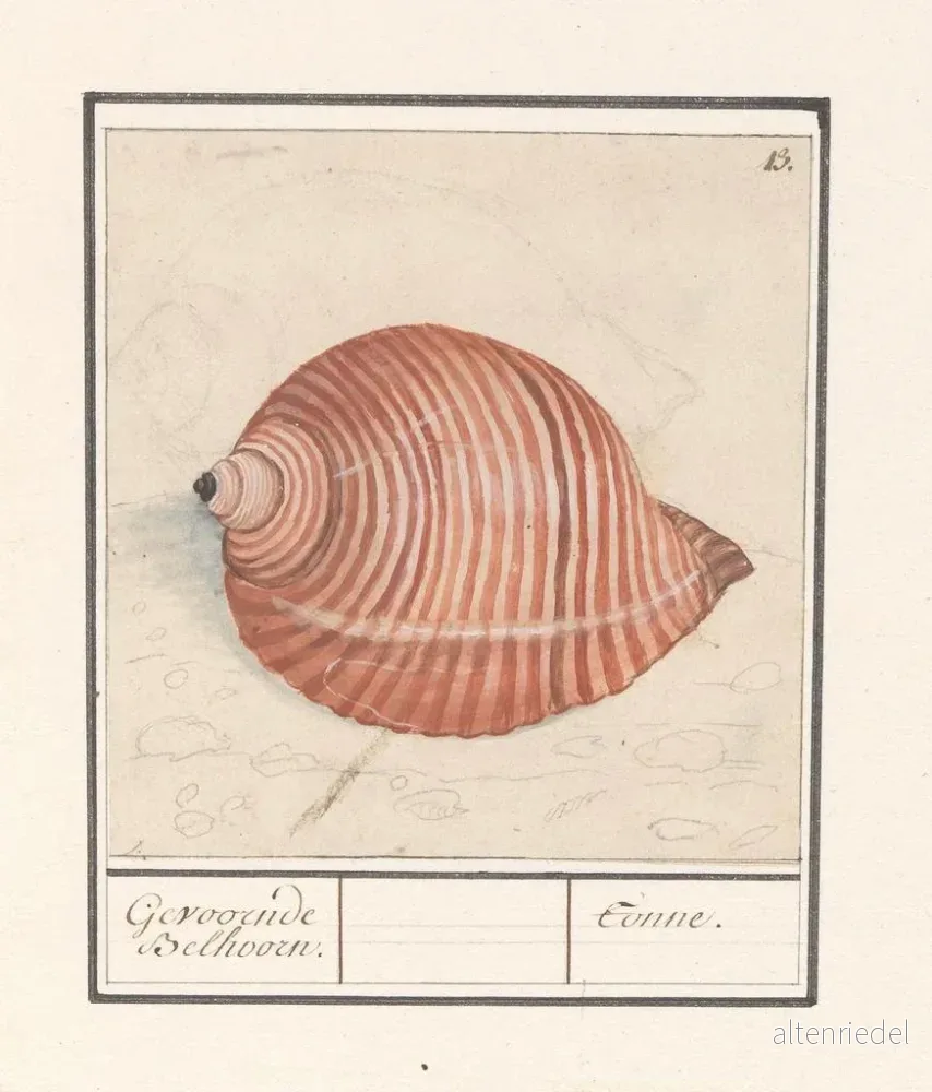 Målning av en snigels skal Gevoornde Belhoorn Tonne - Anselmus Botius de Boodt - Konsttryck - Bild 2