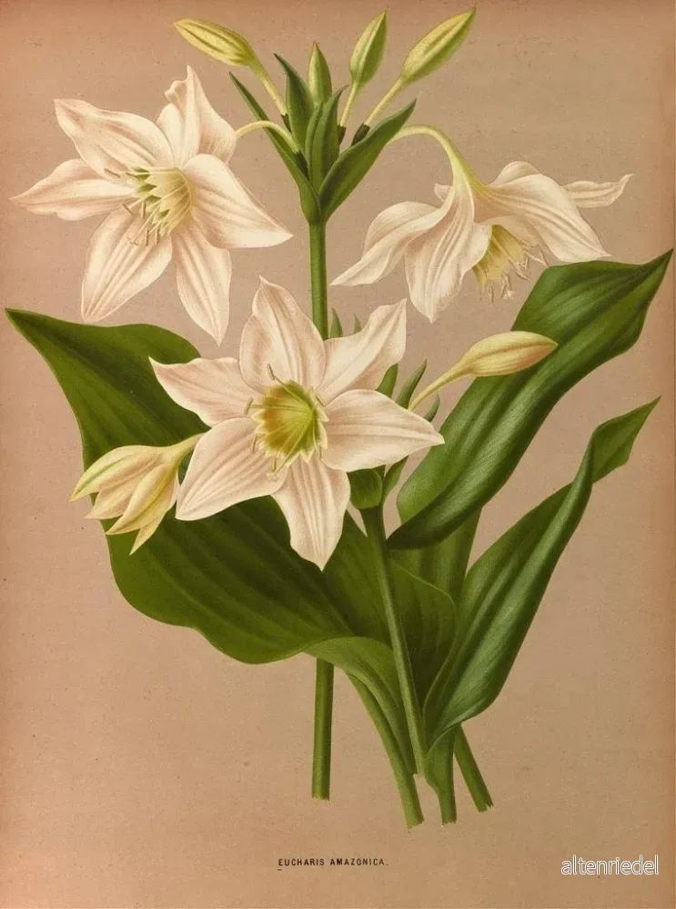 Målning Eucharis Amazonica - Arentina Hendrica Arendsen | Konsttryck - Bild 2