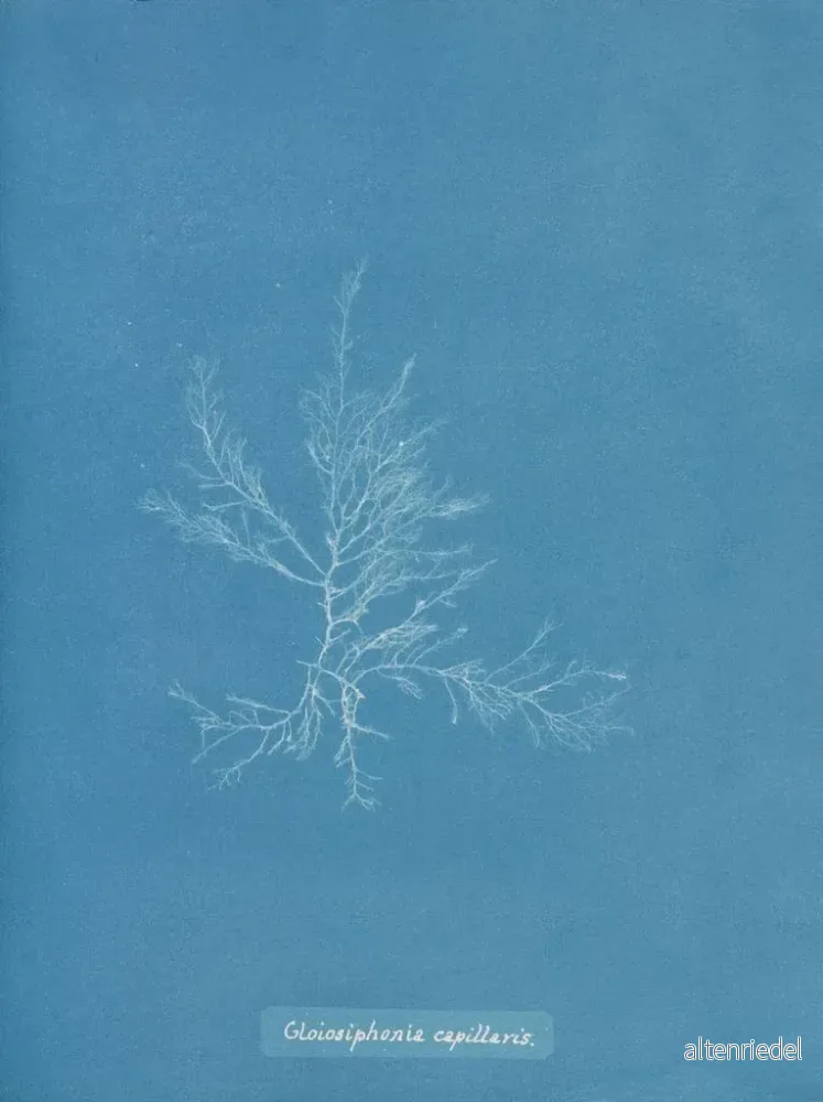 Målning Gloiosiphonia capillaris - Anna Atkins | Konsttryck - Bild 2