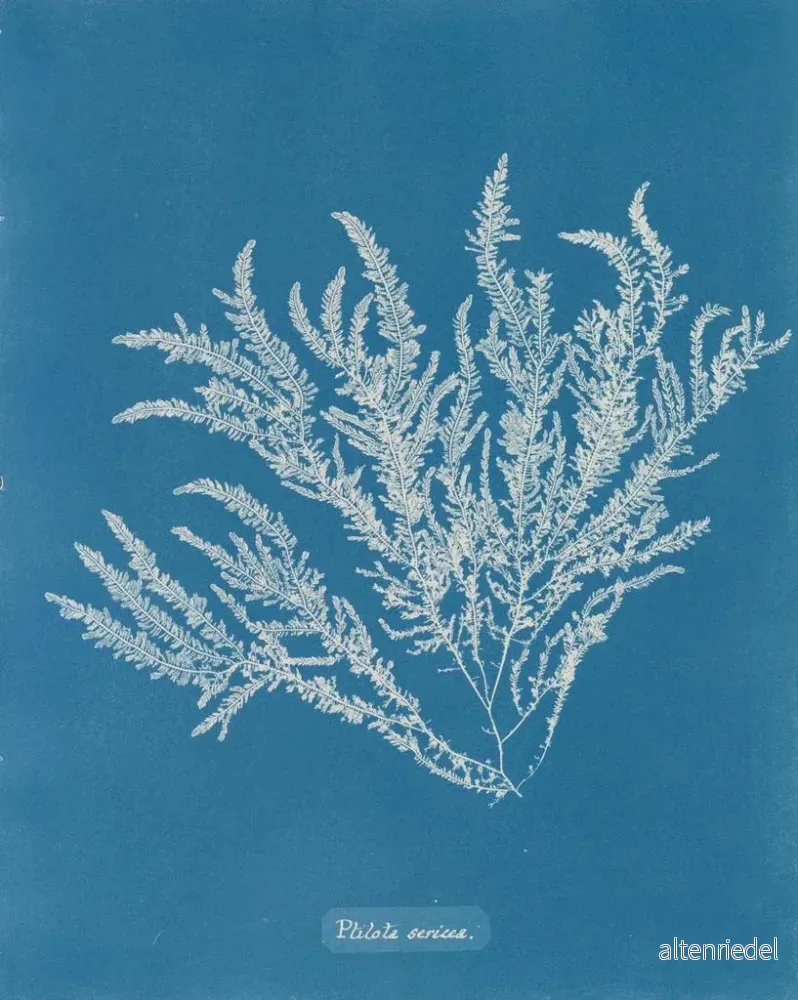 Målning Ptilota sericea - Anna Atkins | Konsttryck - Bild 2
