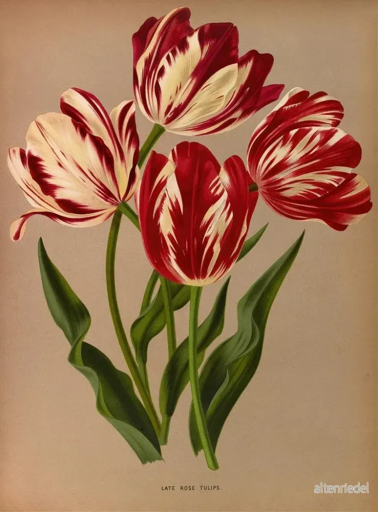 Målning Tulipes roses tardives - Arentina Hendrica Arendsen | Konsttryck - Bild 2