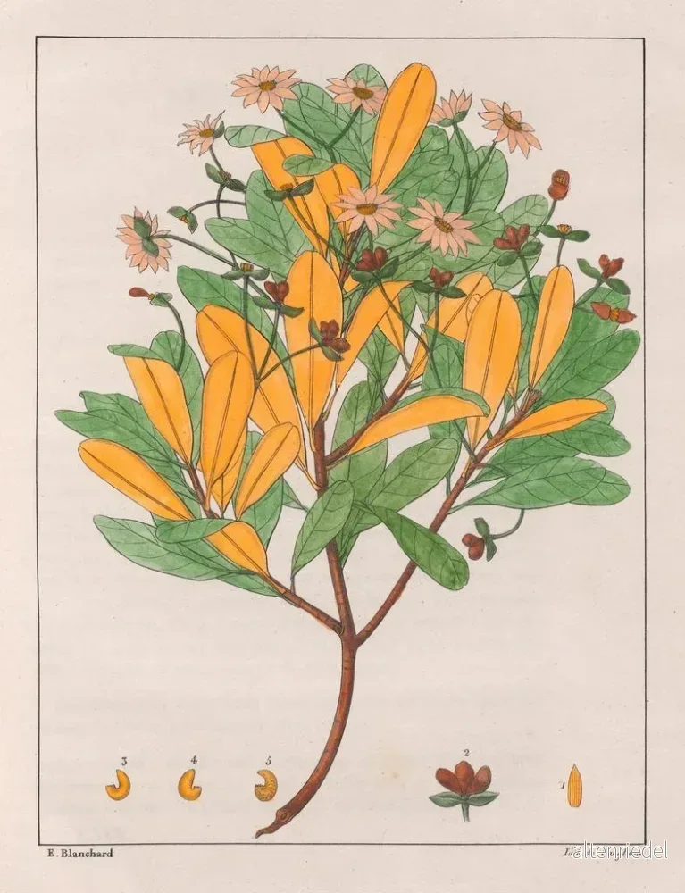 Målning Drymys granatensis V. montana - Auguste de Saint-Hilaire | Konsttryck - Bild 2