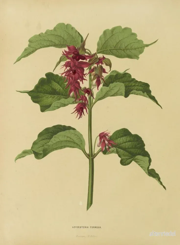 Målning Flore holländska och Pomone PL36 - Abraham Jacobus Wendel | Konsttryck - Bild 2