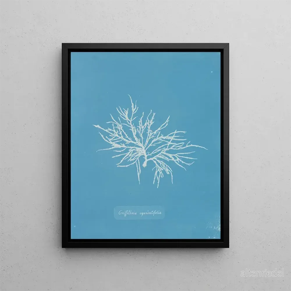 Målning Griffithsia equisetifolia - Anna Atkins | Konsttryck