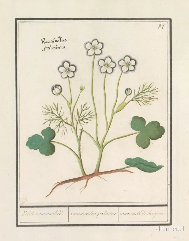 Målning av den vita ranunkeln Ranunculus aconitifolius Veldt roononckel ranunculus palustris ranoncule de bruijere - Anselmus Botius de Boodt - Bild 2