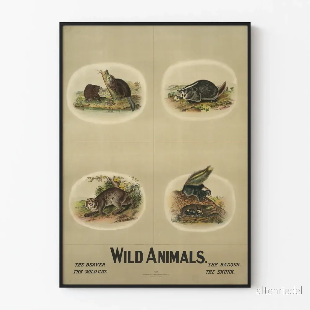 Vintageposter med vilda djur – bäver, grävling, vildkatt och skunk Vintageposter med vilda djur – bäver, grävling, vildkatt och skunk