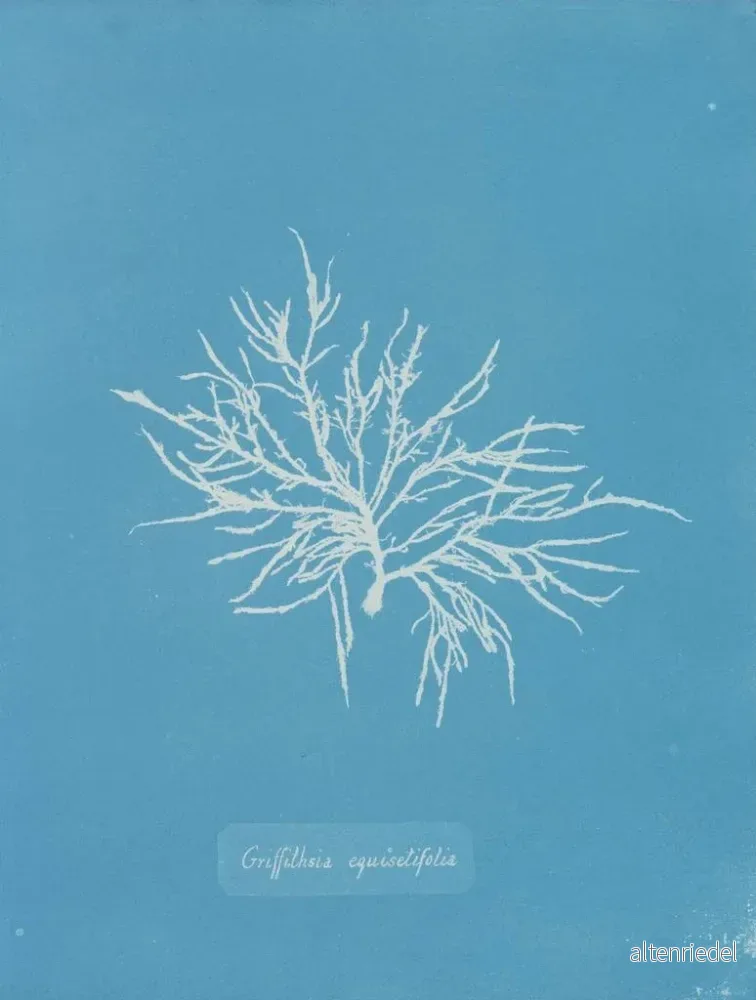 Målning Griffithsia equisetifolia - Anna Atkins | Konsttryck - Bild 2