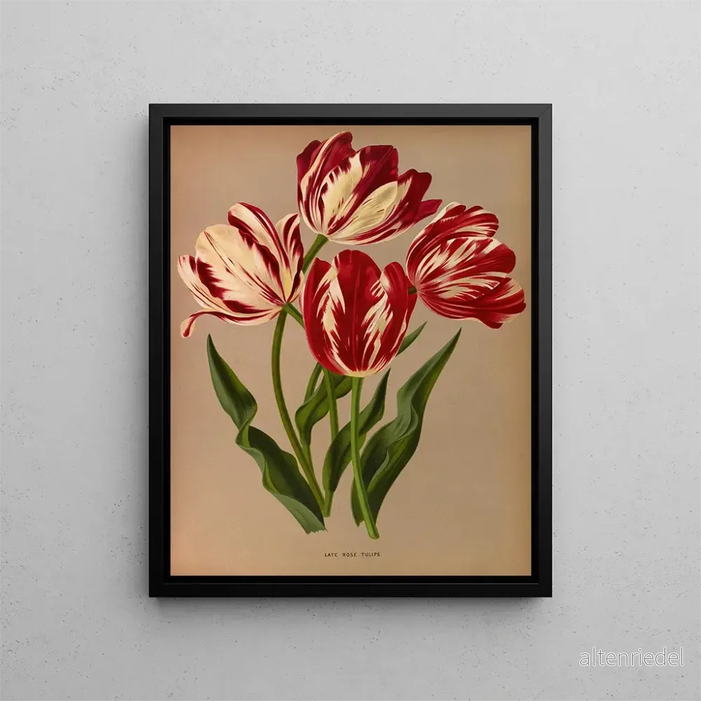Målning Tulipes roses tardives - Arentina Hendrica Arendsen | Konsttryck