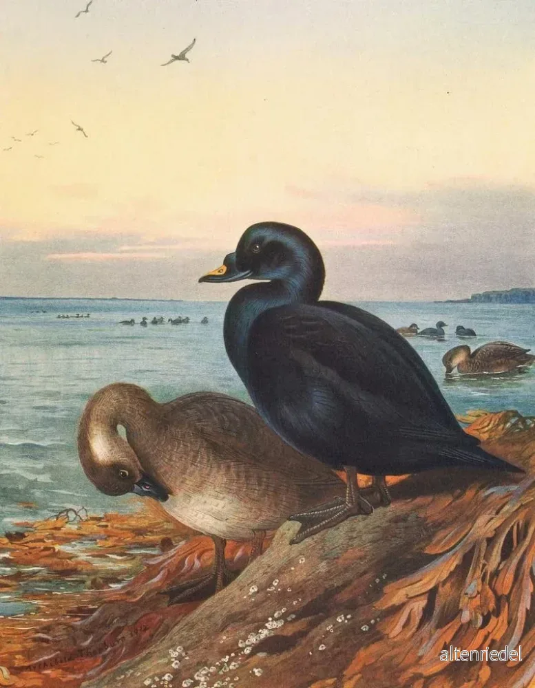 Målning Macreuse brune - Archibald Thorburn | Konsttryck - Bild 2