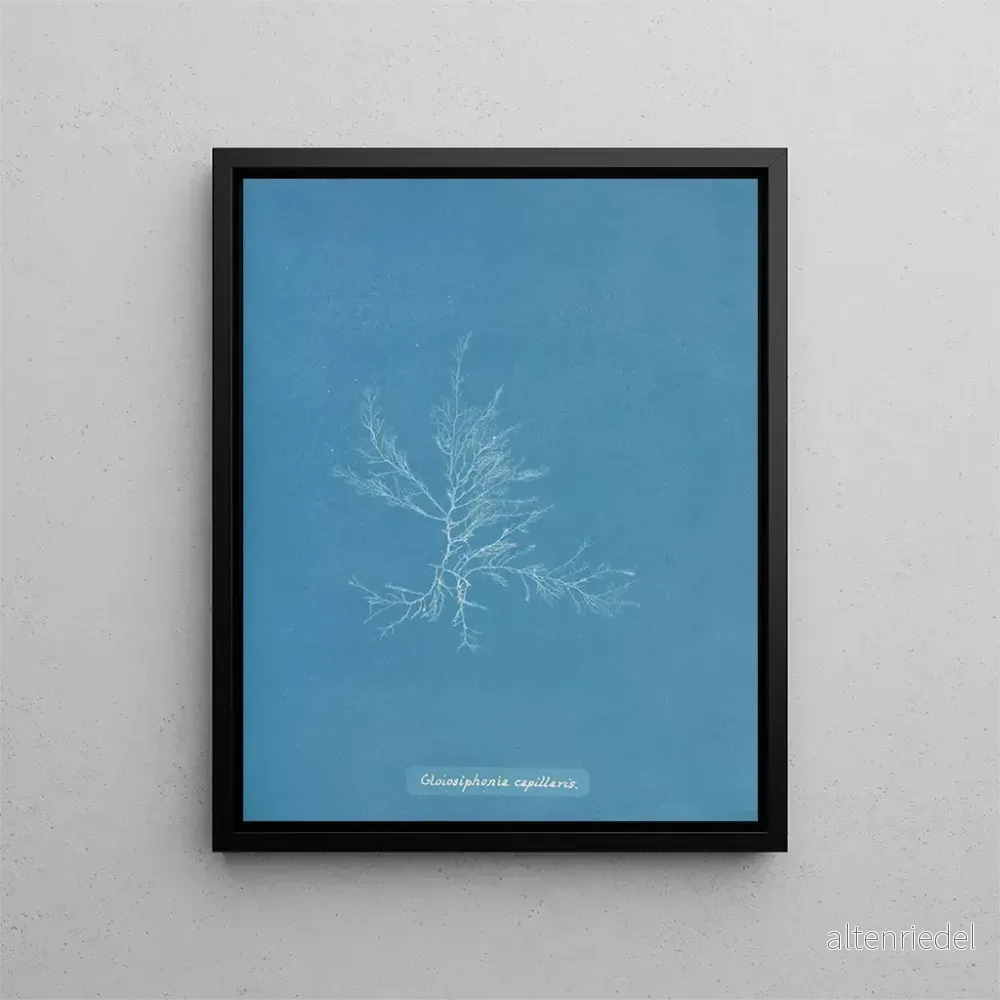 Målning Gloiosiphonia capillaris - Anna Atkins | Konsttryck